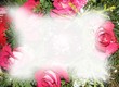 weihnachtsrosen