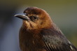 common bird