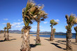 palms palms