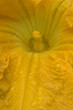 yellow flower