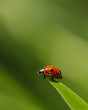 ladybird