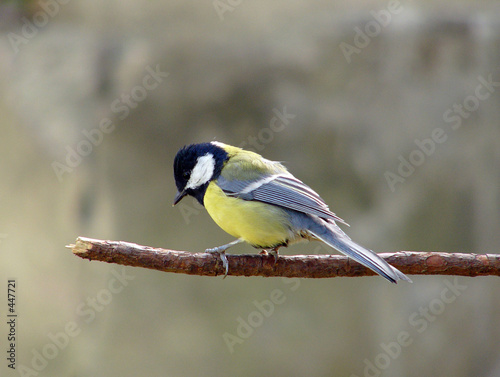 chicadee