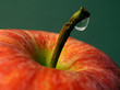 apfel mit stiel apfel mit stiel