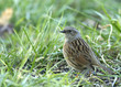 accenteur mouchet prunella modularis accenteur mouchet prunella modularis