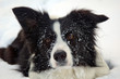 bonnie im schnee