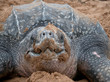tortue luth