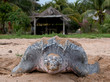 tortue luth