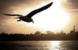 sea gull flying over the ocean at sunset