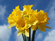 yellow easter daffodils yellow easter daffodils