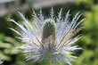 edel-distel