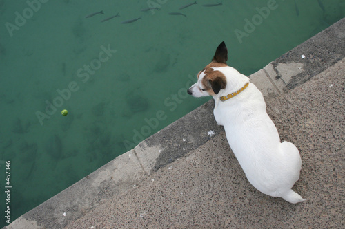 hund mit ball am wasser hund mit ball am wasser