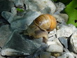 escargot