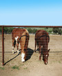 horses feeding