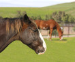 horses
