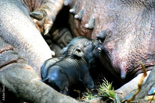 schweinchen schweinchen