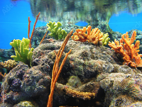 underwater reef