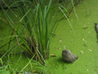 algae algae