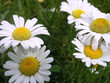 camomile camomile