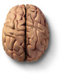 wooden brain