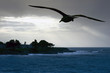 sea gull at the beach