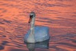 schwan im abendrot