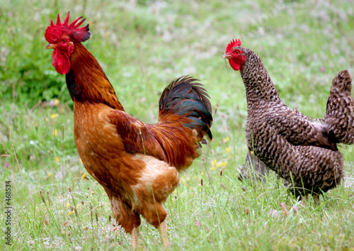 coq