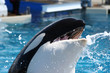 orca whale mouth