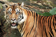 tiger of sumatra tiger of sumatra
