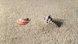 hi res sea shells on sand