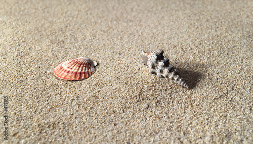 hi res sea shells on sand