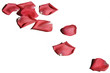 rose petals