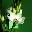 frühlingsblume