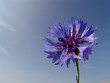 kornblume