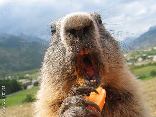 marmote marmote