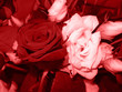 rosen romantik