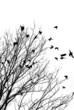 flying birds