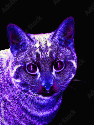Photo: blue cat blue cat