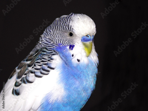 Foto: parrot on a black background parrot on a black background