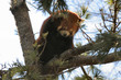 red panda