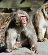 snow monkey