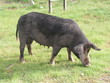 cochon corse