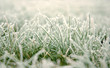 herbe