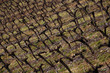 pied de vigne