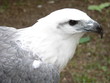 sea eagle sea eagle