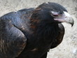 wedgetail eagle wedgetail eagle