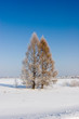 frosten larches, winter landscape