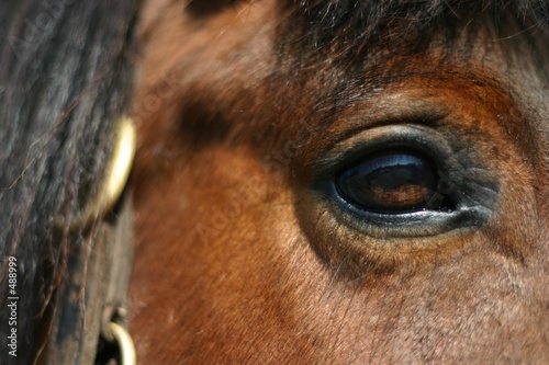 Photo: mirror - horse eye mirror - horse eye