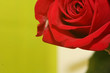 Photo: imperfect-rose imperfect-rose