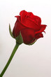 Photo: single-rose single-rose