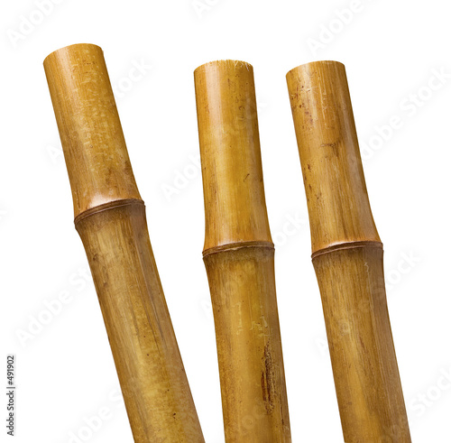 bamboo
